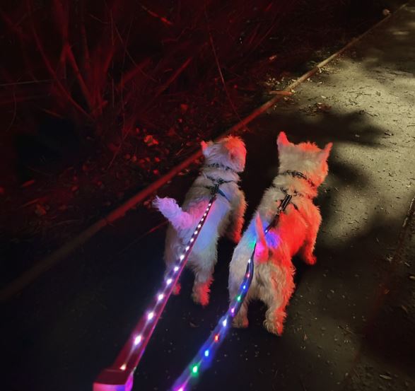 Doodlebone LED Dog Lead - Berry