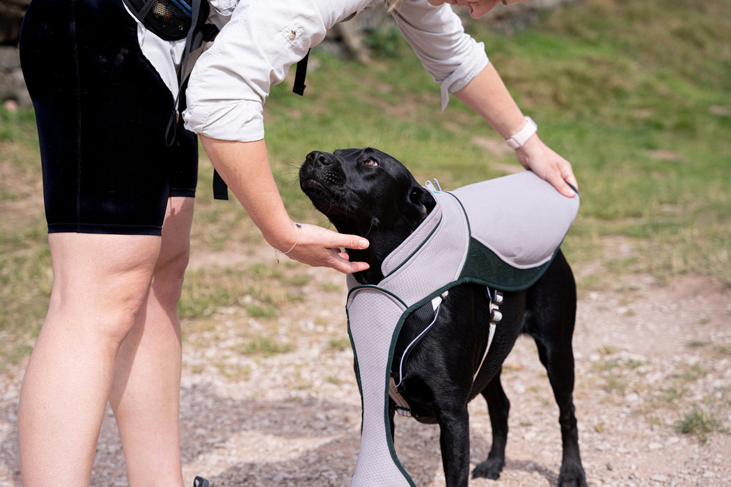 Dog Cooling Coat - Ruff & Tumble - SUMMER SPECIAL OFFER - UPTO 12% OFF