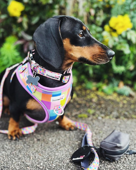 Doodlebone Padded Dog Collar  - Various Colours & Sizes