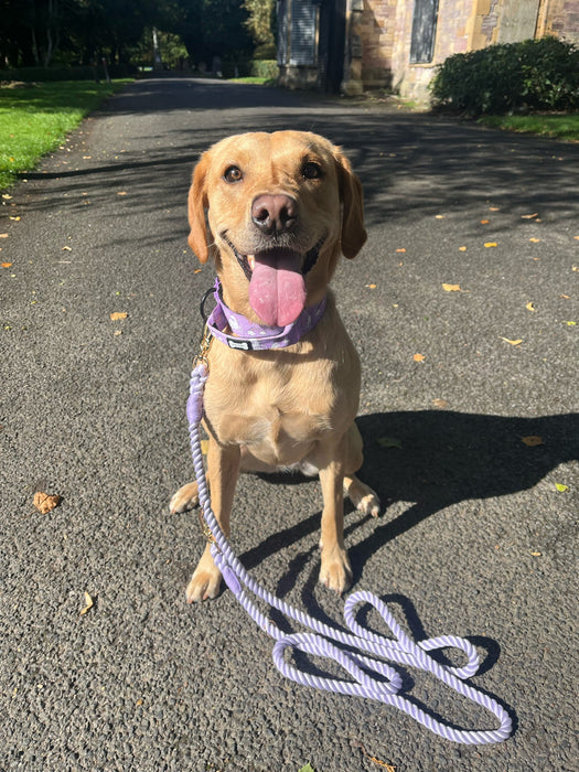 Daydreams and Unicorns Tactical Dog Collar