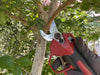 ARS EP-719 electronic secateurs pruning a branch