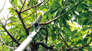 ARS ET-720 long-reach pruner cutting head on a branch