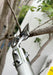 ARS ET-720 electronic pruner cutting head detail