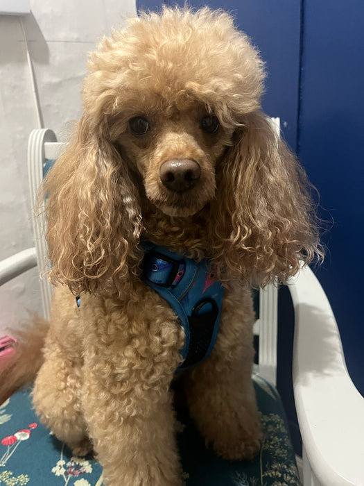 Power Peacock Tactical Dog Harness – No Pull & Fully Adjustable