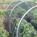 High Top Hoop - Small Tunnel & Netting Kit - 66cm Tall x 80cm Wide - Various Lengths and Netting - Chestnut Mill