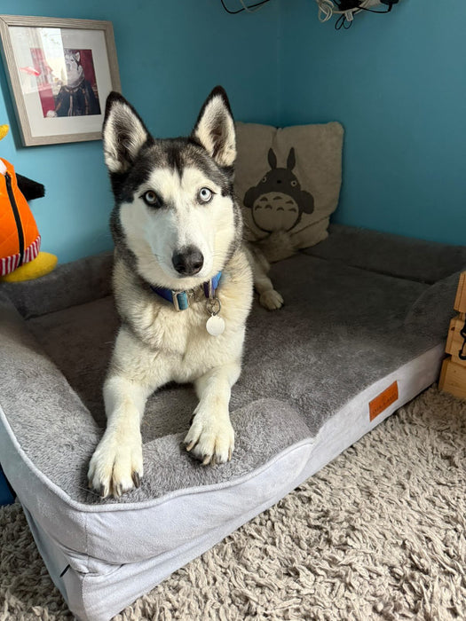 Washable Luxury Dog Sofa Bed - XL