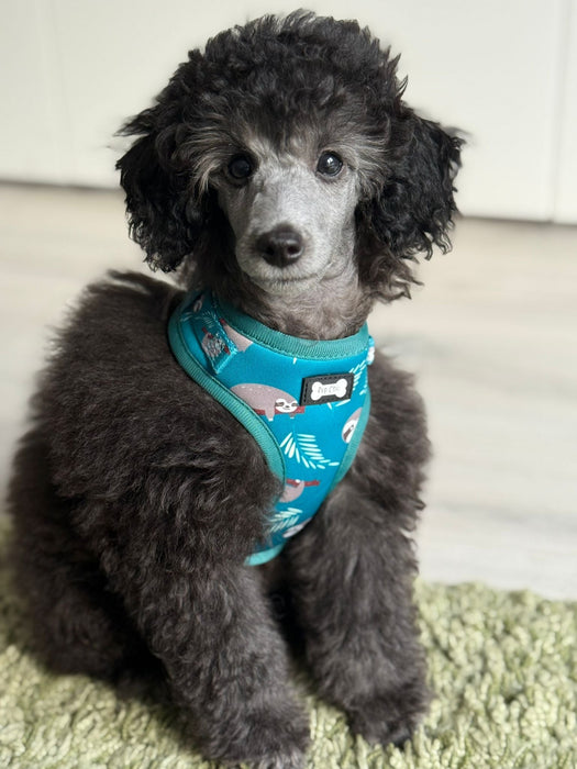 Lazy Sloth Puppy Harness – XXS Size for Tiny Breeds 🦥💚