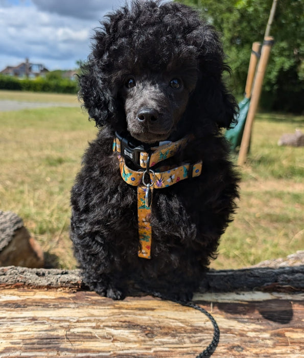 Summer Buzzin’ puppy XXXS strap harness