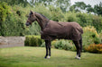 Bucas Irish Turnout Rug 150g & Neck Set – Espresso