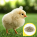 Copdock Mill Chick Starter Micros - product image 4