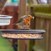 Copdock Mill Dried Mealworms – product image 2