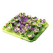 Tall Tails Dog Foraging Mat – Succulent Garden