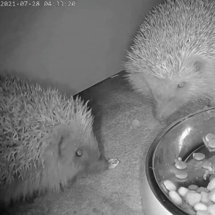 Wired Network Hedgehog Box HD Camera Pack (2nd Gen)