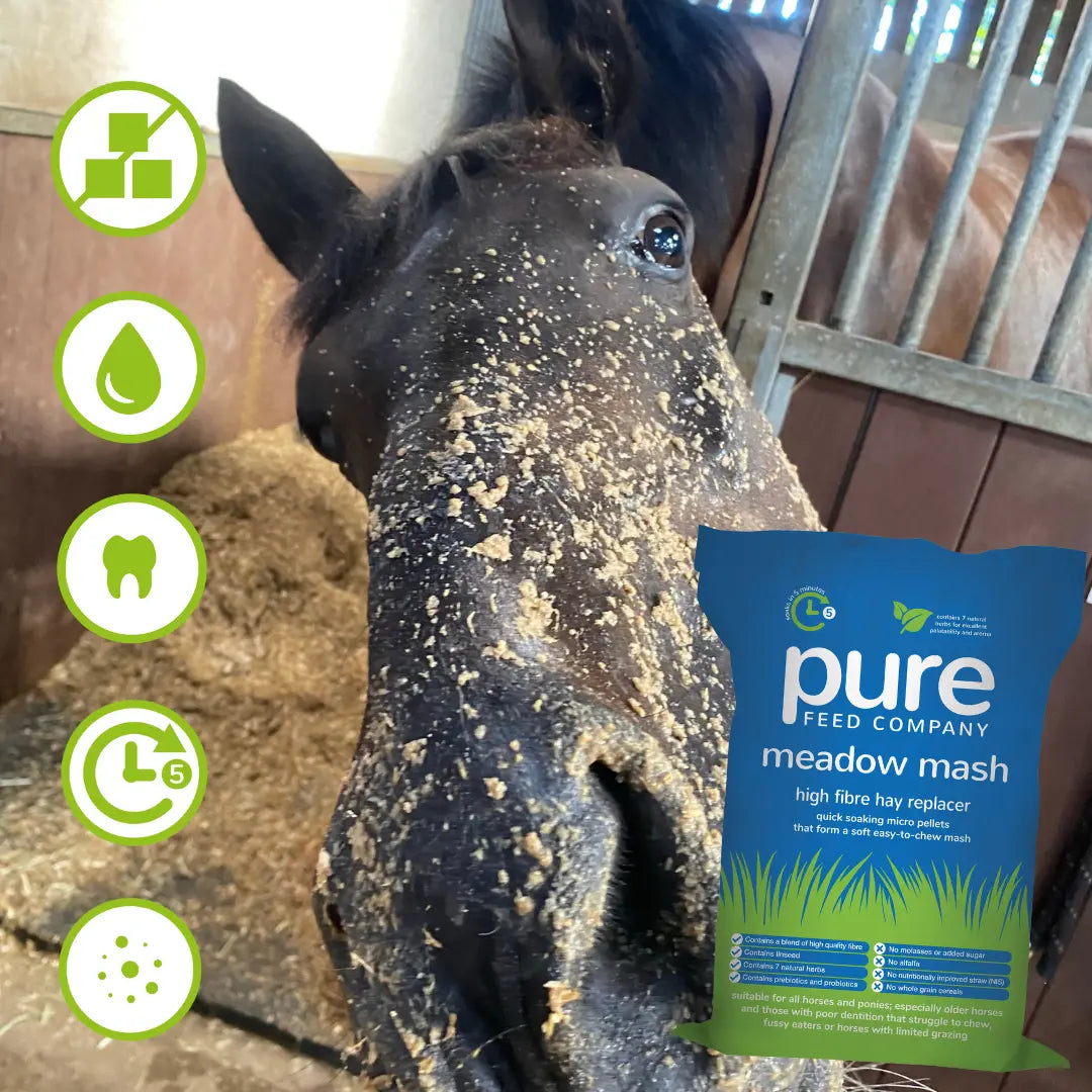 Horse eating soaked Pure Meadow Mash