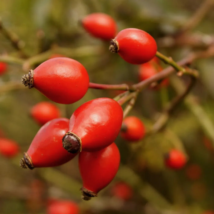 RoseHip Whole Berry
