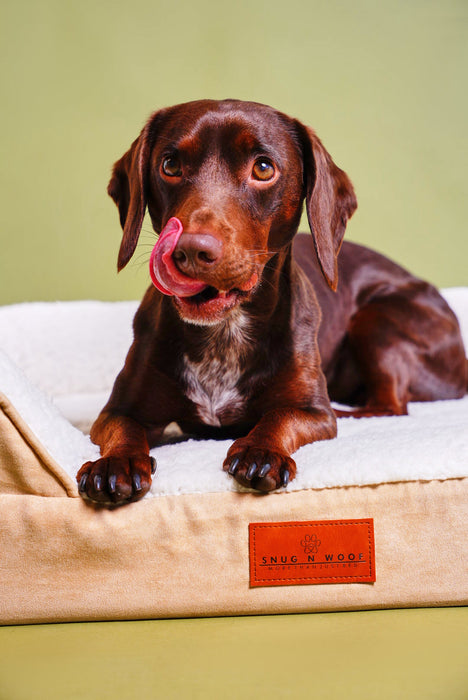 Washable Luxury Dog Sofa Bed - Medium