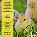 Copdock Mill Chick Starter Micros - product image 3