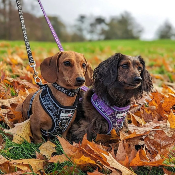 Doodlebone Adjustable Airmesh Dog Harness  - Various Colours & Sizes