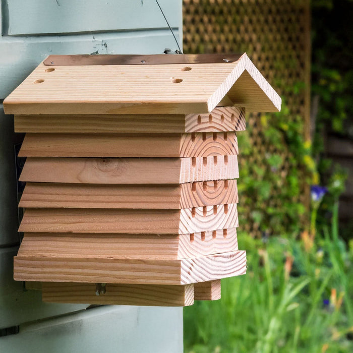 Solitary Bee Hive - Summer Special Offer - 3% OFF