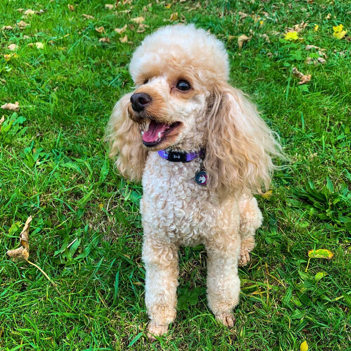 Daydreams and Unicorns Collar