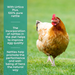 Copdock Mill Range Layers Pellets with Urtica & Nettle - product image 4