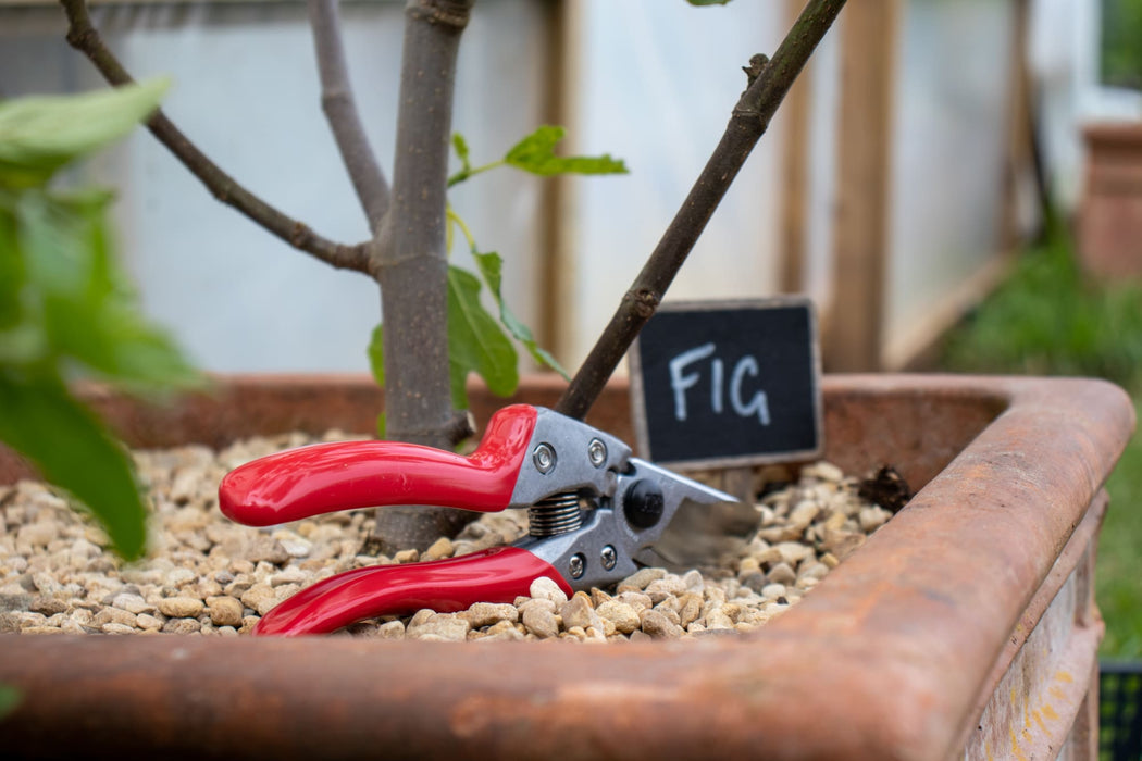 ARS VS-8XZ secateurs beside a young potted fruit tree