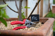 ARS VS-8XZ secateurs beside a young potted fruit tree
