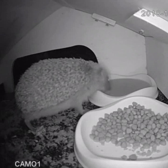 WiFi Hedgehog Box HD Camera Pack