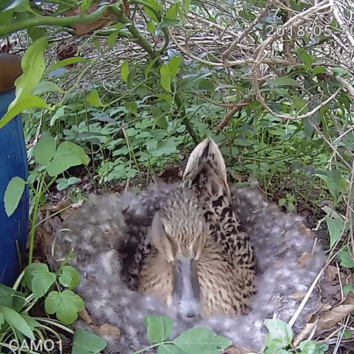 WiFi Outdoor Wildlife HD Camera