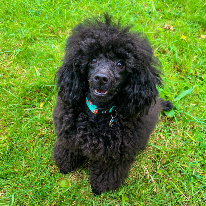 Inquisitive Fox Collar