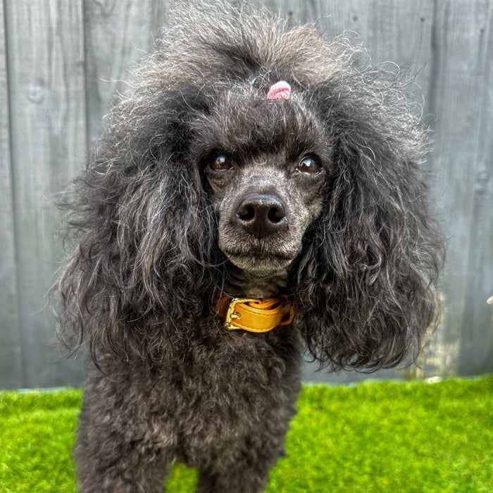 Alfresco Pup vegan leather dog collar - camel colour buckle dog collar