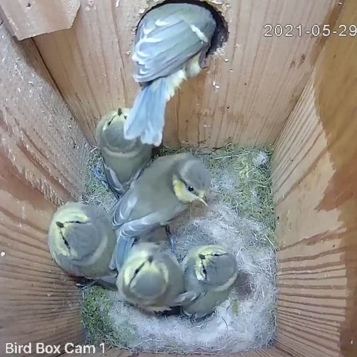 4MP Wired Network Camera for Birdbox & Wildlife Habitats (25fps) PoE Version - Summer Special Offer - 13% OFF