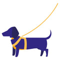 Complete the Set - Matching Leads, Collars & Harnesses Available