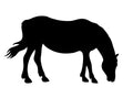 Balanced Nutrition for All Horses