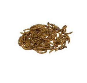 Bucktons Mealworms - 12.55kg