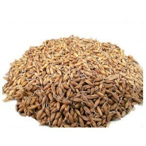 Thunderbrook Whole Organic Sprouting Oat - 20 kg     