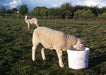 Dallas Keith Sheep Molamin Bucket - 20 kg
