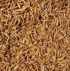Hutton Mill Mealworms - Various Sizes