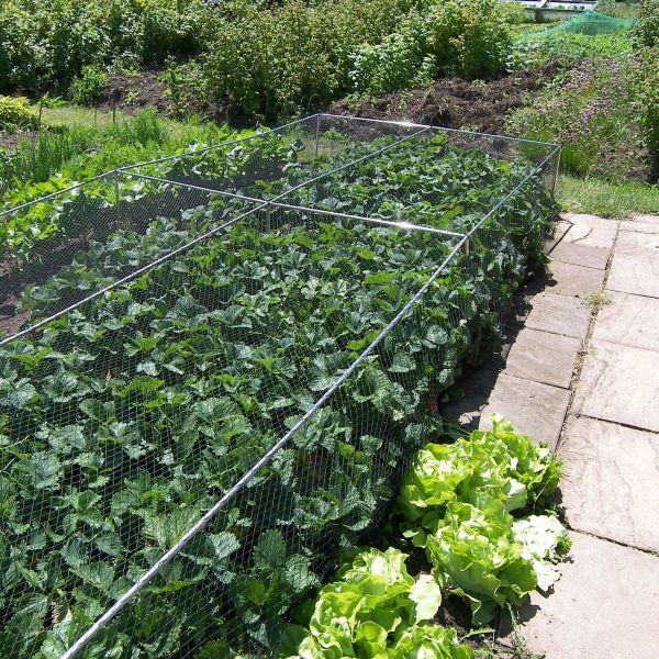 Fruit & Veg Cage - 500mm Erected Height x 900mm Width - No Netting - Various Lengths