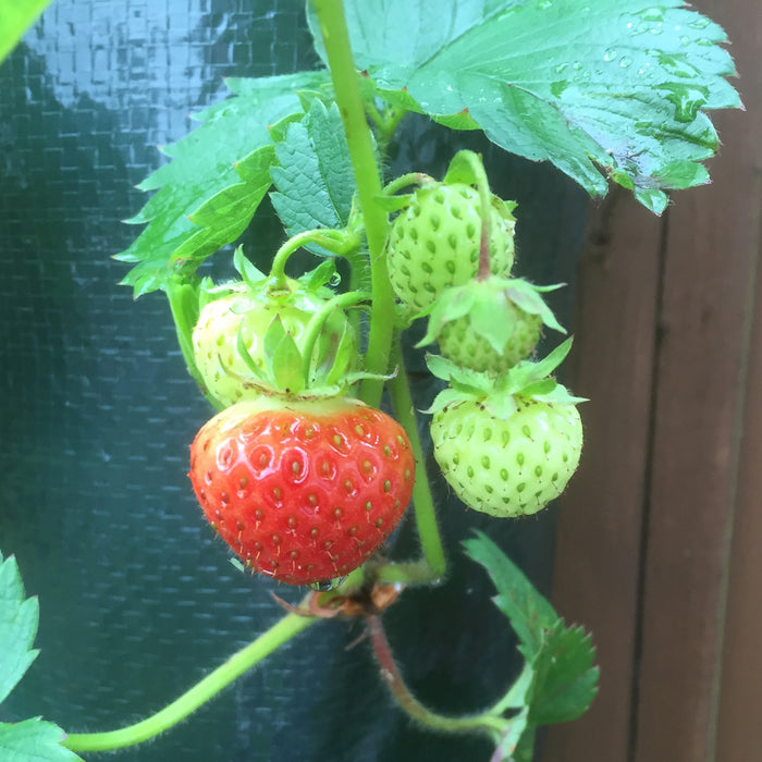 Strawberry Planter